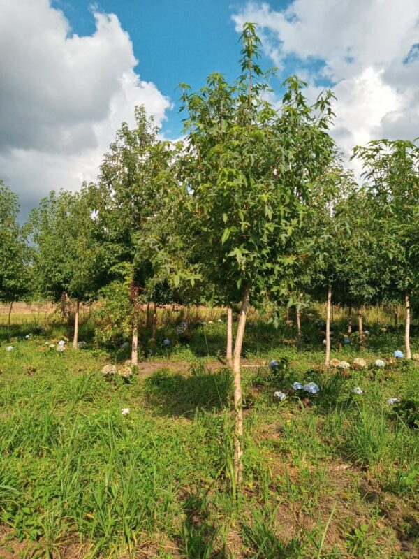 Acer