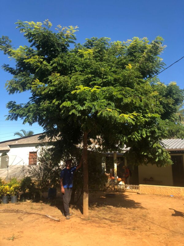 Sibipiruna