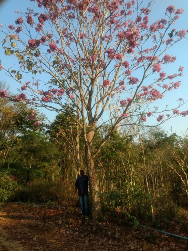 Ipê Rosa