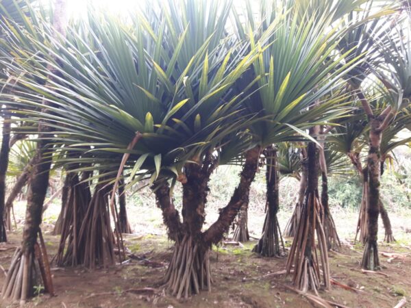 Pandanus