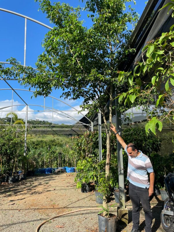 Ficus