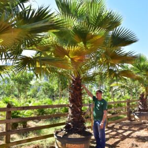 Palmeira Washingtonia