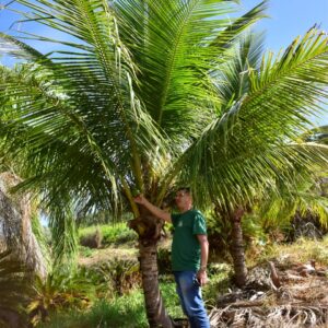 Coqueiro Anão